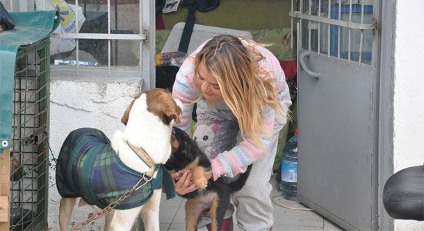 Edremit 3 Kişiyi Köpekler Isırdı