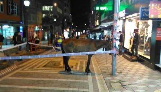 Bandırma`da Güldüren Olay: Atın Etrafına Güvenlik Şeridi