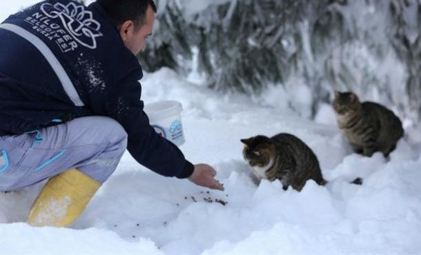 Can dostları için Nilüfer Belediyesi ve gönüllü hayvansever dayanışması