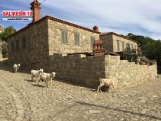 Adatepe Köyü Keçi Sürüleri