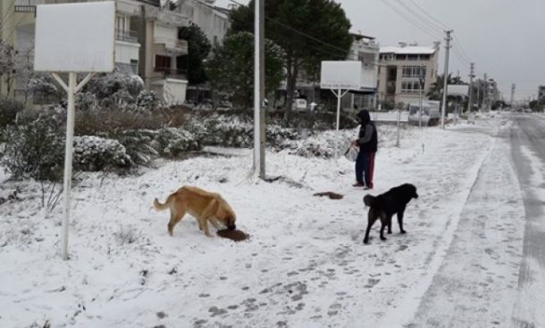 Ayvalık Belediyesi Can Dostlarının Yanında...