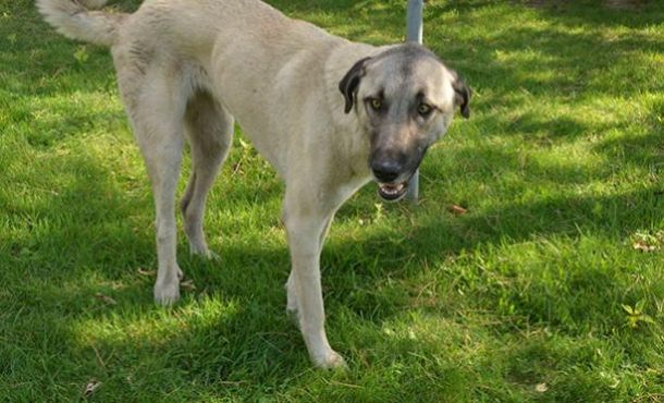 Bataklıktan kurtarılan köpek Nilüfer’de yaşama tutundu