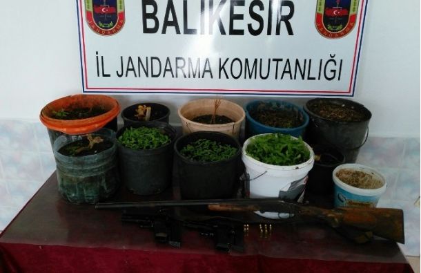 Burhaniye`de Saksıya Dikilen Uyuşturucular Yakalandı