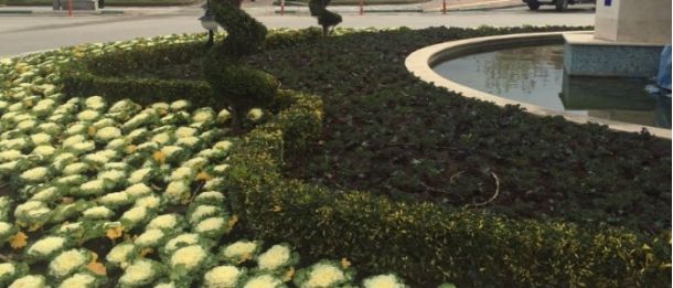 Gemlik Kış Çiçekleriyle Daha Güzel