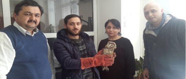 Yaralı Baykuş Tedavi Edildi